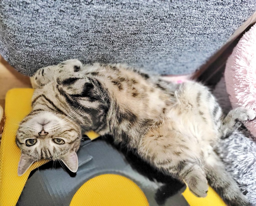 cat_dog_522's tweet photo. 벌러덩 https://t.co/C0qXzU0ZU2