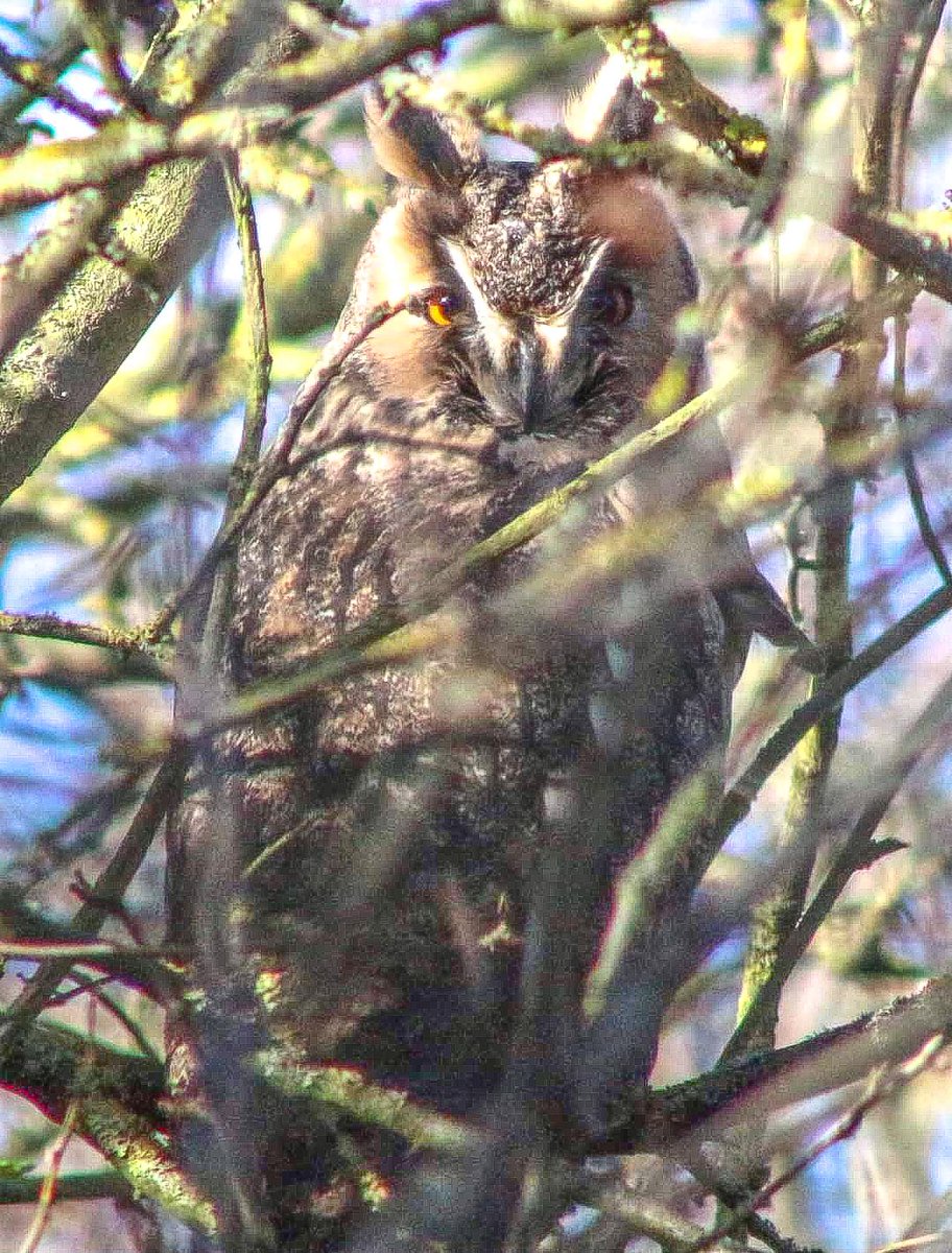 Beautiful owl posing this morning 🦉😍