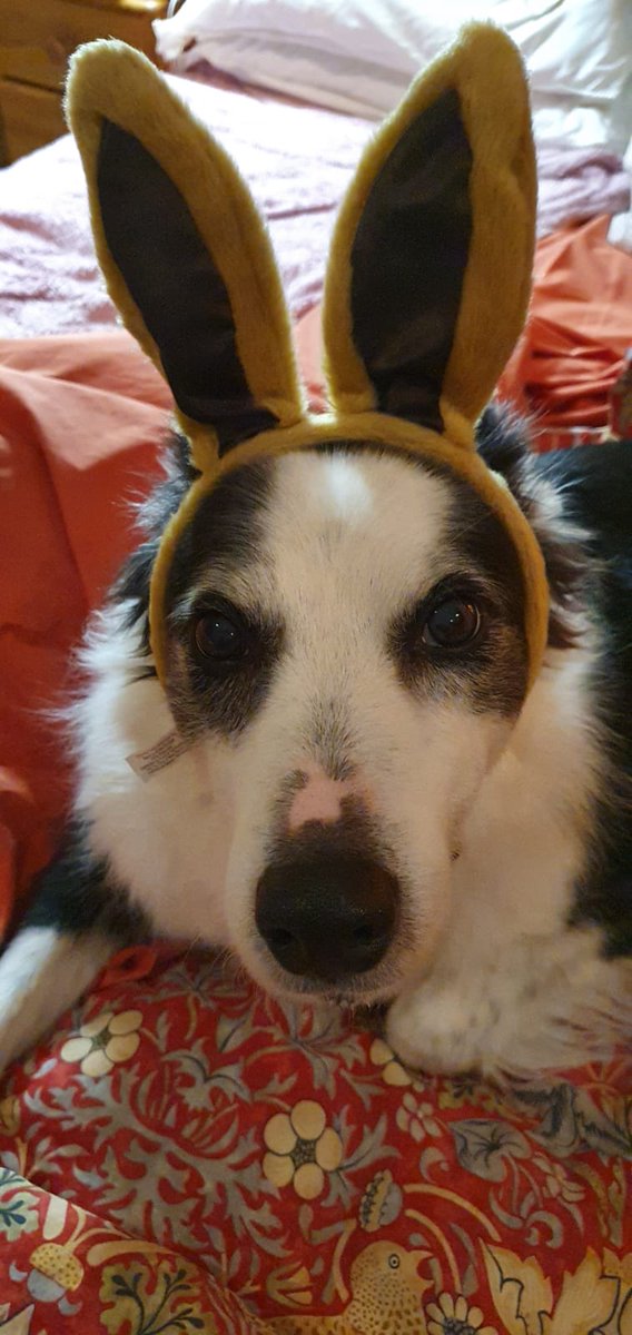 Helo rabbitty frens - come out and play!