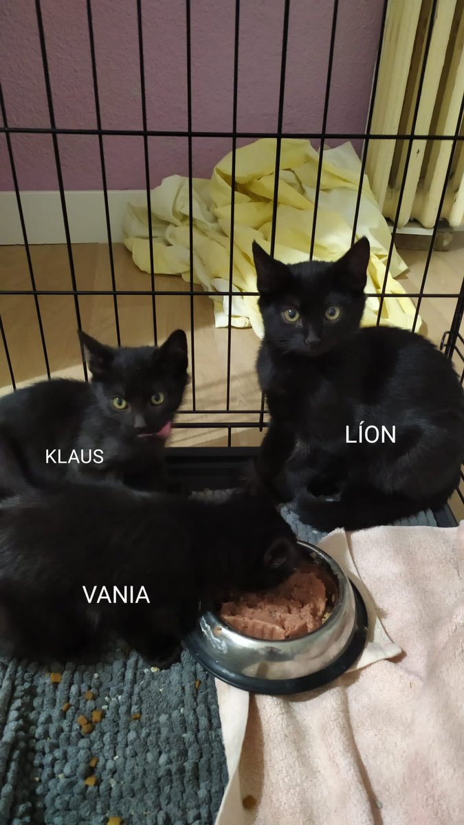 QGatuna's tweet photo. Peques en adopción.
Tienen alrededor de 2 meses.
👉Imprescindible protección en ventanas. 
👉No se darán en adopción para vivir solos sin ningún gato más.
Están en Madrid. Contacto Whatsapp 675311610 https://t.co/QaCofGbvEz