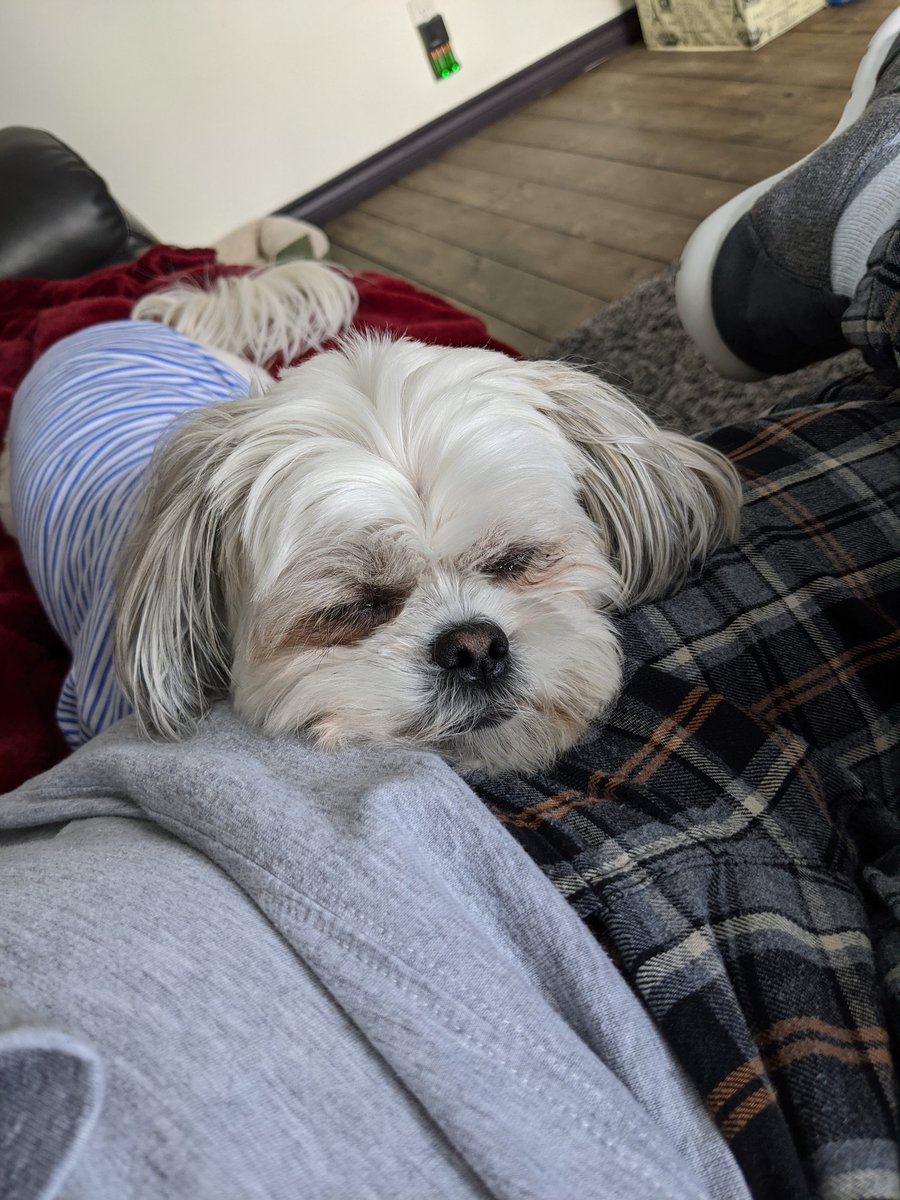 This is Thea!  She had a busy day, put her head on my lap and had a nap.  I couldn't move for awhile as I didn't want to wake her up, but it didn't bother me in  the least.  #dogsoftwitter