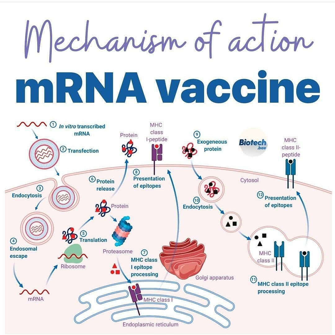 LabMerlos's tweet photo. ❌ Sunday at home #StayHome 

▶️ It is good time for read about  Mechanism of action mRNA🧬 vaccine.💉 🔻 

#Science #CEITEC #mendeluniversity #brno #CzechRepublic #CAMerlosLab @CientificESenCZ @CEITEC_Brno @MENDELUcz @VUTvBrne @muni_cz https://t.co/DVg2VYi1qf