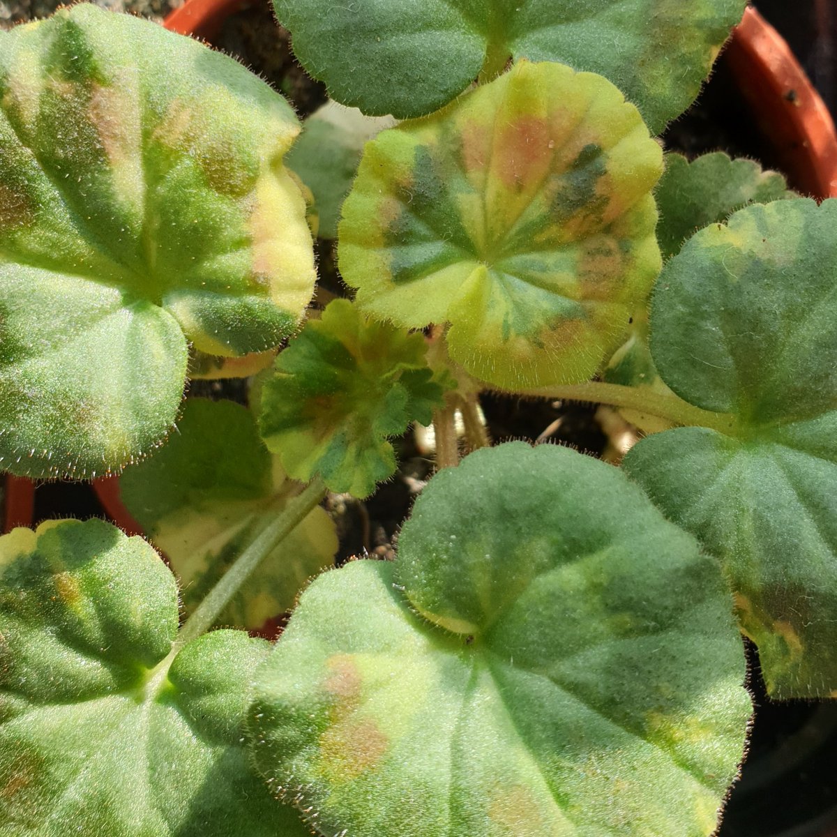 mallthorn's tweet photo. Today's latest leaf colours. One golden with one ½and½ following 💚❤️💛
#pelargonium #2020seedling #myowncross https://t.co/1yKDcVE3M3