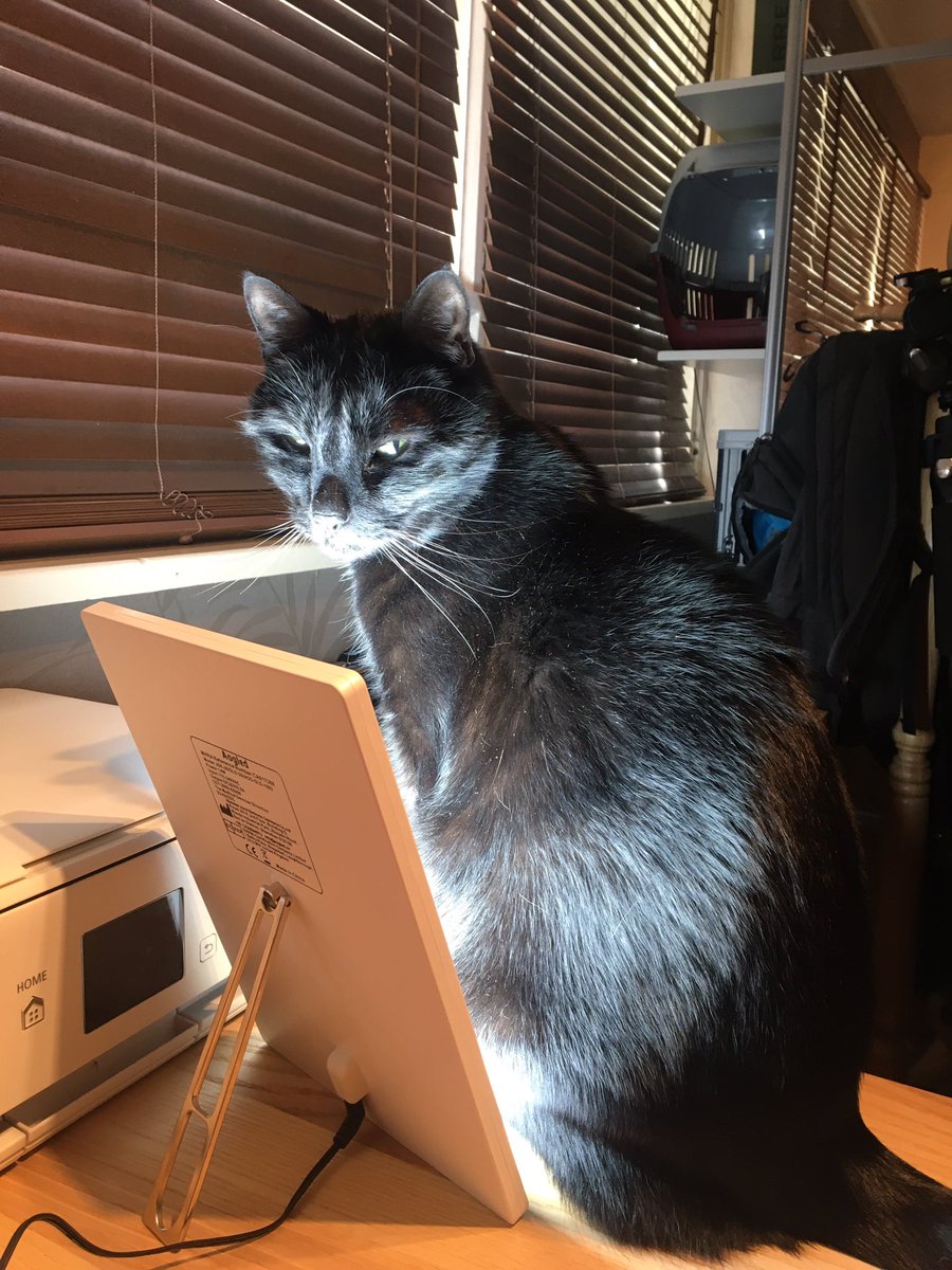 Daniel_Sturley's tweet photo. #Birmingham UK, my #cats not sad 😸
#lockdown #sadlight https://t.co/mADp4fIXgQ