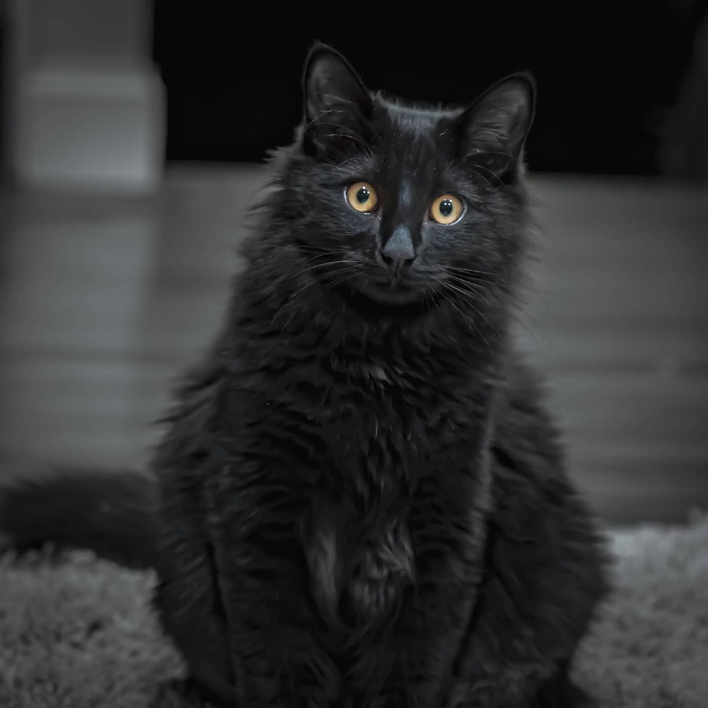 thenursegreg's tweet photo. I'm convinced that cats can see into your soul 👀
.
.
.
#cocothecat #catsofinstagram #cats #catstagram #cats_of_instagram #catsofig #catscatscats #catsofinsta #catsgram #catlover #catslover #catslovers #catdad #catguy #catdadsofinstagram #catdadsworld… https://t.co/r6ytaaJfFd https://t.co/hMqVIj0Mz3