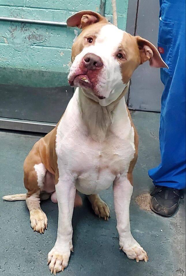 TomJumboGrumbo's tweet photo. NEMO #107218 was brought into @NYCACC by police. Friendly but nervous and tense, he is now vomiting and has a deadline to be rescued today SUN 11/22 at noon or he will be murdered. Please pledge via @TomJumboGrumbo to save his life. And PLEASE RT NEMO. 

https://t.co/oewSiUIlom https://t.co/pVCMCJVNLb