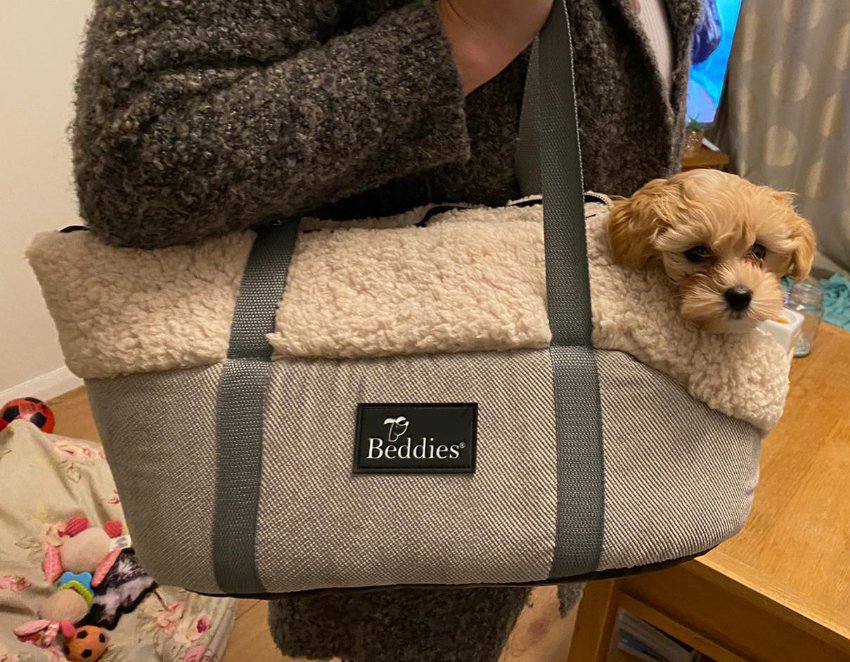 beddies4pets's tweet photo. How adorable is Flo in our new pet carrier bag 😍

Check them out on our website https://t.co/0qf0d60inw 🐾

#beddies4pets #petcarrier https://t.co/u5BgzliYfT