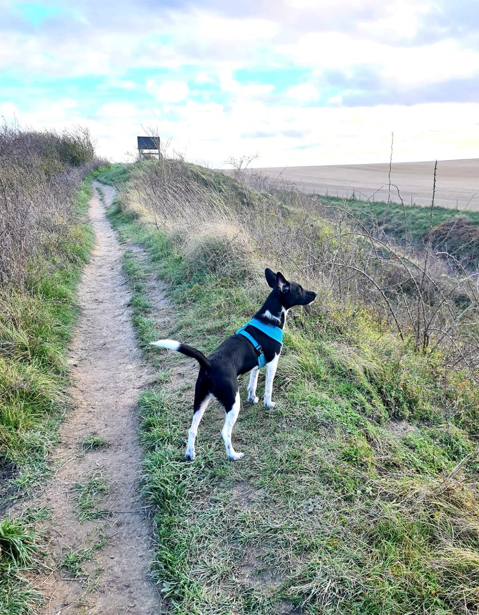 rfrostsmith's tweet photo. Devils’s Dyke with Paul and Truffle. 14,282 steps #dogwalks #Lockdown2 https://t.co/vYLZ4WHH2B