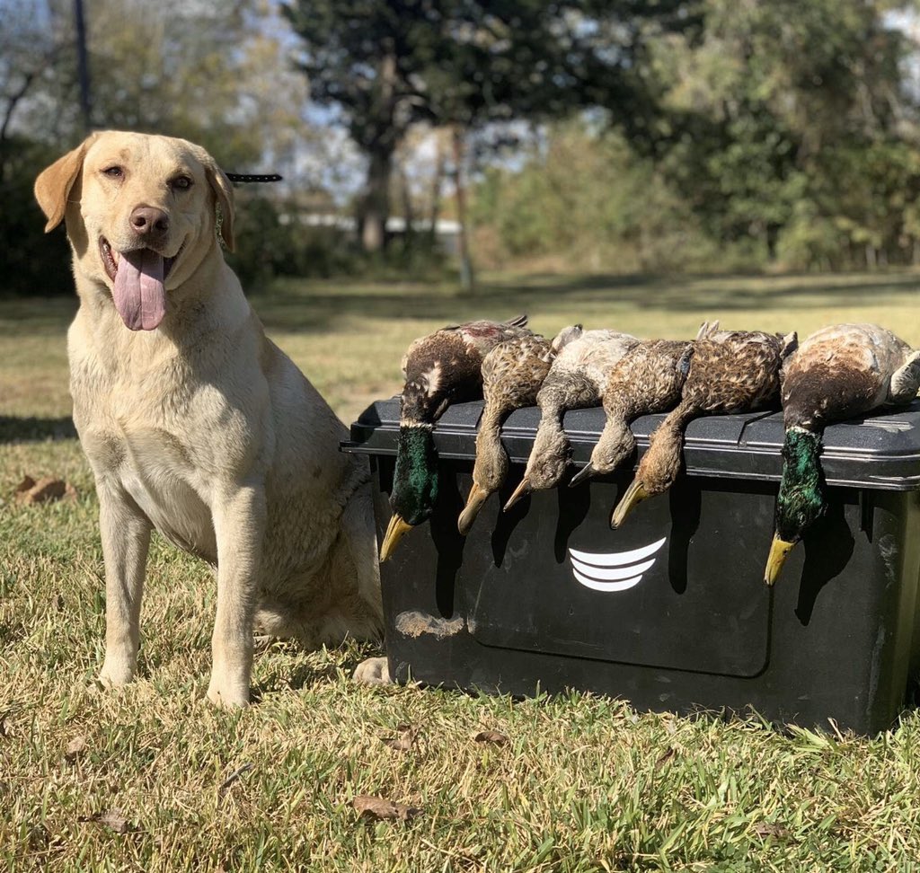 Proud dad moment 🐕