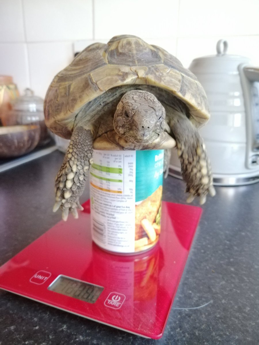 Weigh and bath time! 🐢