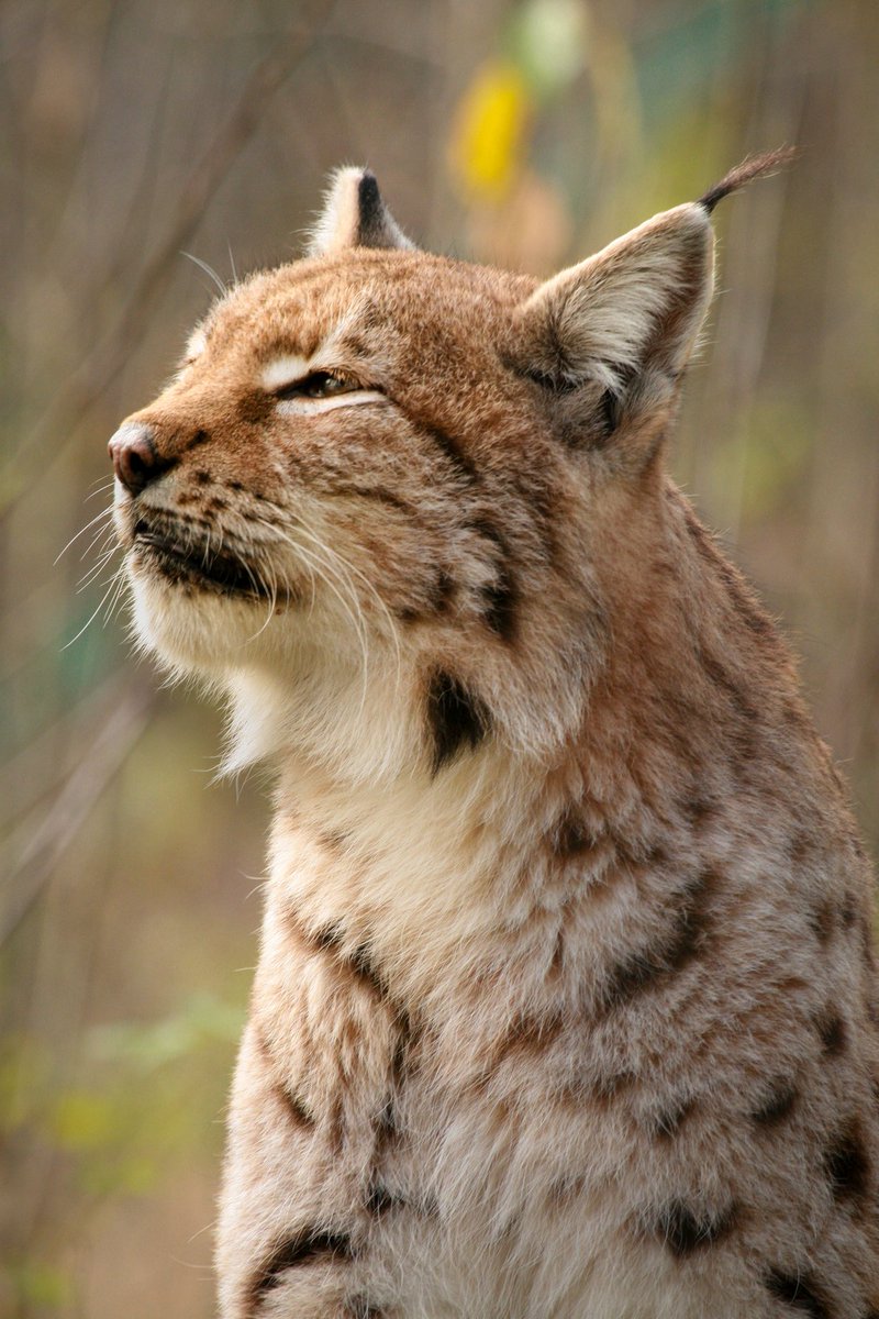 ano_abcr's tweet photo. Friends! Hi all)
I hope you well.
So, let's continue telling our news 🐱
Follow us in Instagram @ano_abcr and FB @abcrrussia
#lynx #savelynx #bigcats #weneedhelp https://t.co/C1a98sJohV