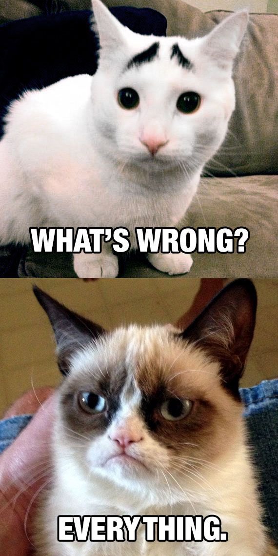 catsoverdosed's tweet photo. Grumpy cat 😾🐈🐾🗯👿
#CatsOfTwitter #Cats #Cat #Kitty #Curiouscat #Kittens #kitten #Citycat #caturday #catfound #catslover #catsoverdosed #animallover #catmemes #catmeme #grumpycat #grumpy #funny #9gag #memes
📷: @9GAG https://t.co/7vZTs3D6Pt