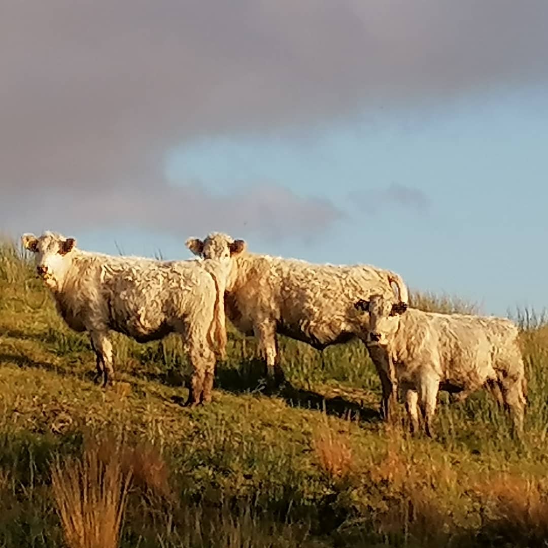 A beautiful morning in Valhalla. Hope it's nice whereever you are. Stay safe! #valhallabnb #bedandbreakfast #kenmarebay #iveraghpeninsula #nature #landscape #ringofkerry #kerry #ireland #wildatlanticway #discoverireland #tourismireland #entdeckeirland