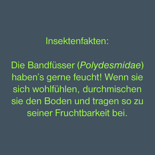 InsectRespect's tweet photo. #Insektenfakten: #Bandfüsser (#Polydesmidae) sind keine Insekten – wir erwähnen sie hier trotzdem, weil sie manchmal den Weg ins Haus finden und man durch vorbeugende Maßnahmen auch hier die Bekämpfung vermeiden kann.
📸: Katja Schulz, Flickr https://t.co/p08gJ3IdiA