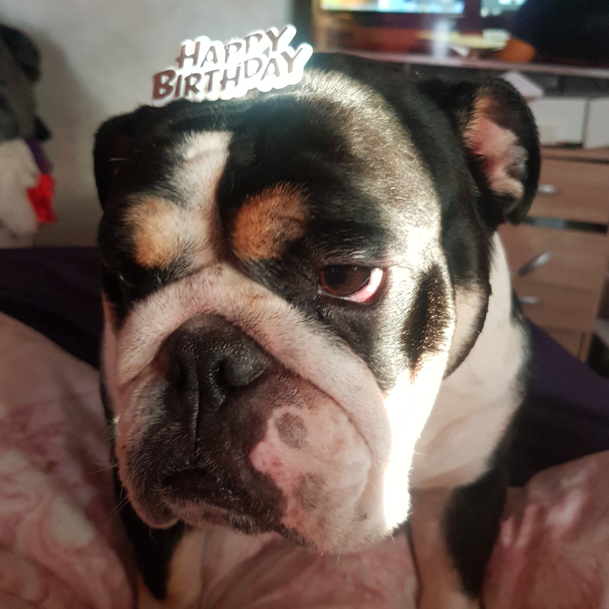 CarlyHulk's tweet photo. Peppa fuming its not her birthday https://t.co/xzPr2aUh6d
