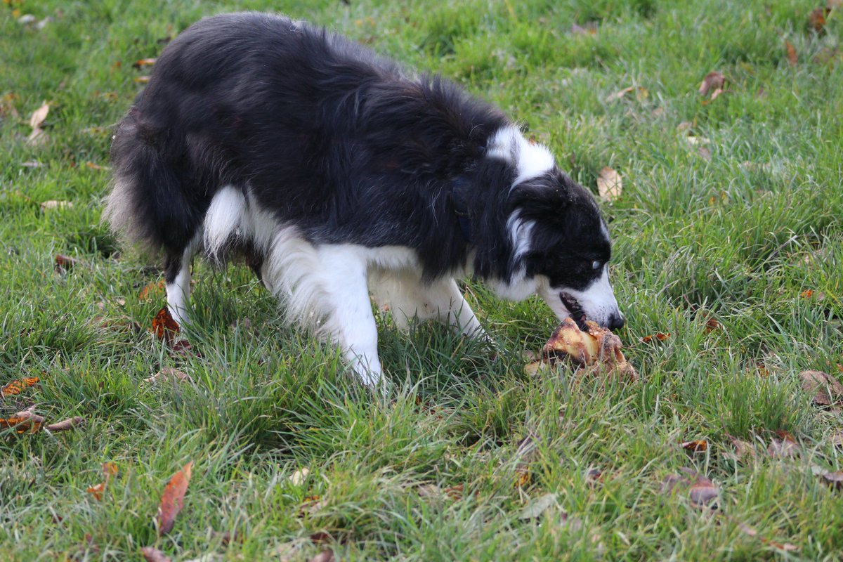 the freedom of spirit trust for border collies
