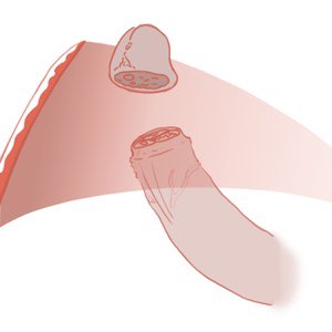 Roro 🇻🇦 tweet media