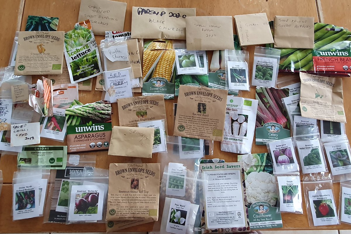 Margaret Leahy (@gardenngather) on Twitter photo The planning for next years vegetables starts today. I'm saving more of my own seeds in the last year or two which adds an extra interest to growing. Will be ordering mostly from Irish seed producers like <a href="/MadsMcKeever/">Brown Envelope Seeds</a> and <a href="/IrishSeedSavers/">Irish Seed Savers</a> #growyourown The planning for next years vegetables starts today. I'm saving more of my own seeds in the last year or two which adds an extra interest to growing. Will be ordering mostly from Irish seed producers like <a href="/MadsMcKeever/">Brown Envelope Seeds</a> and <a href="/IrishSeedSavers/">Irish Seed Savers</a> #growyourown