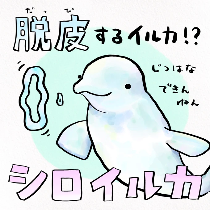 脱皮に夢中でホッキョクグマに食べられがちなシロイルカくん。 