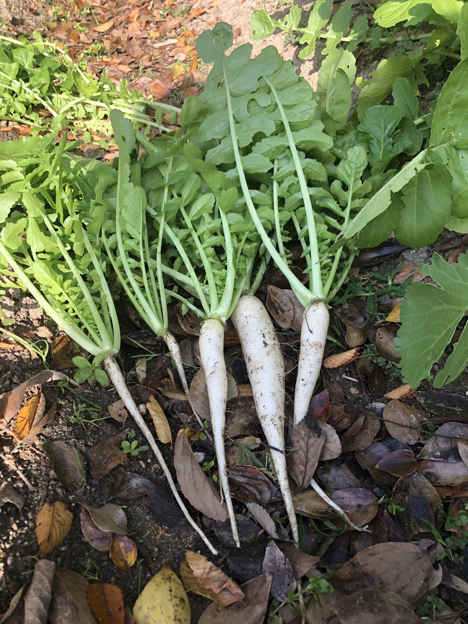 ট ইট র 荒ちゃん 大根を間引いて お漬物と ご飯のお供に ごま油で大根葉とじゃこを炒め鰹節をふりかけました 大根 間引き 今夜のおかず T Co 8zasmnb2aq ট ইট র
