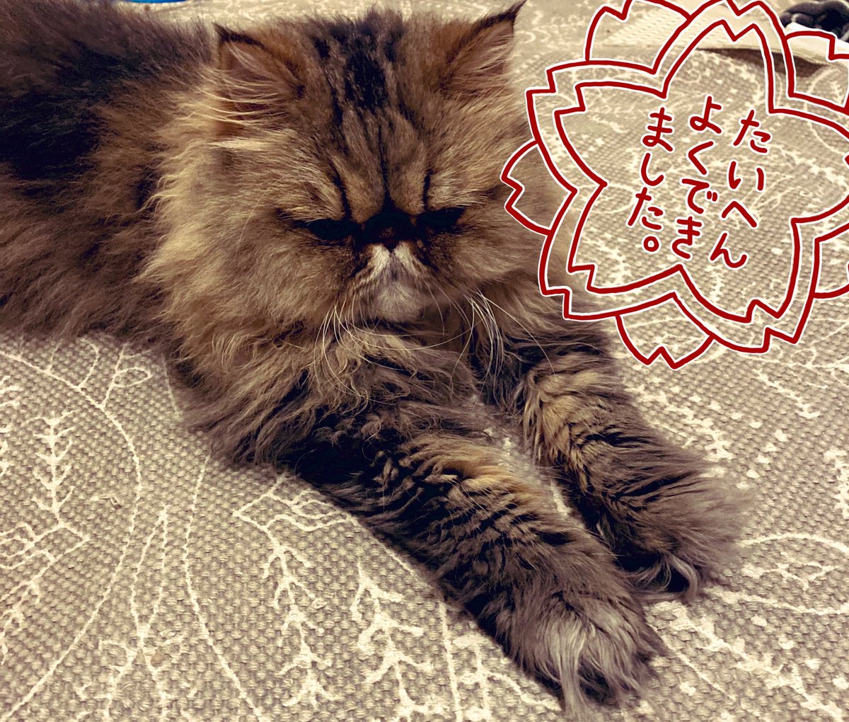 お留守番でおこぴっぴのにゃんこの機嫌を取ったので休憩〜 