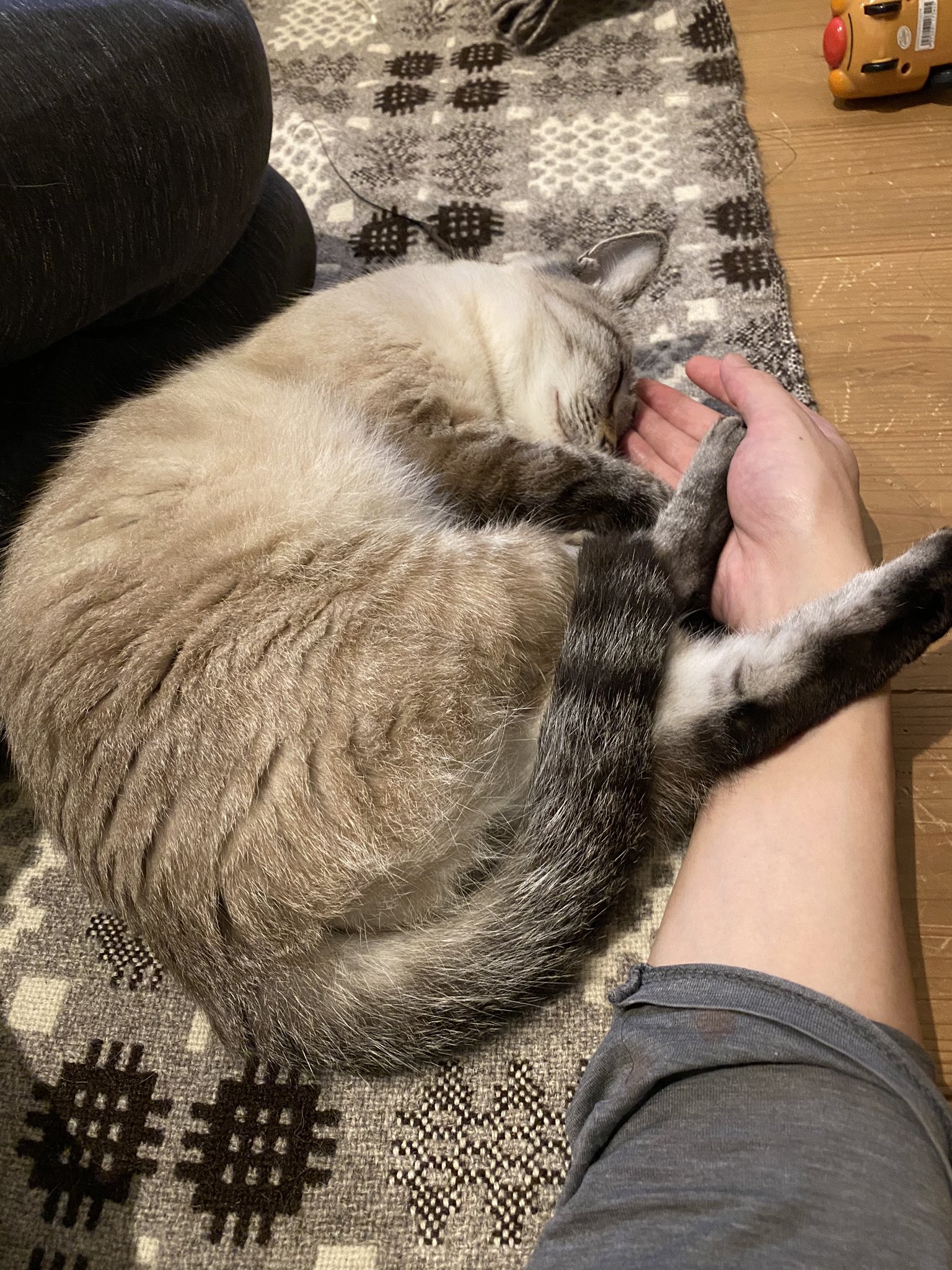 元野良猫のラムネ Cat Ramune Twitter