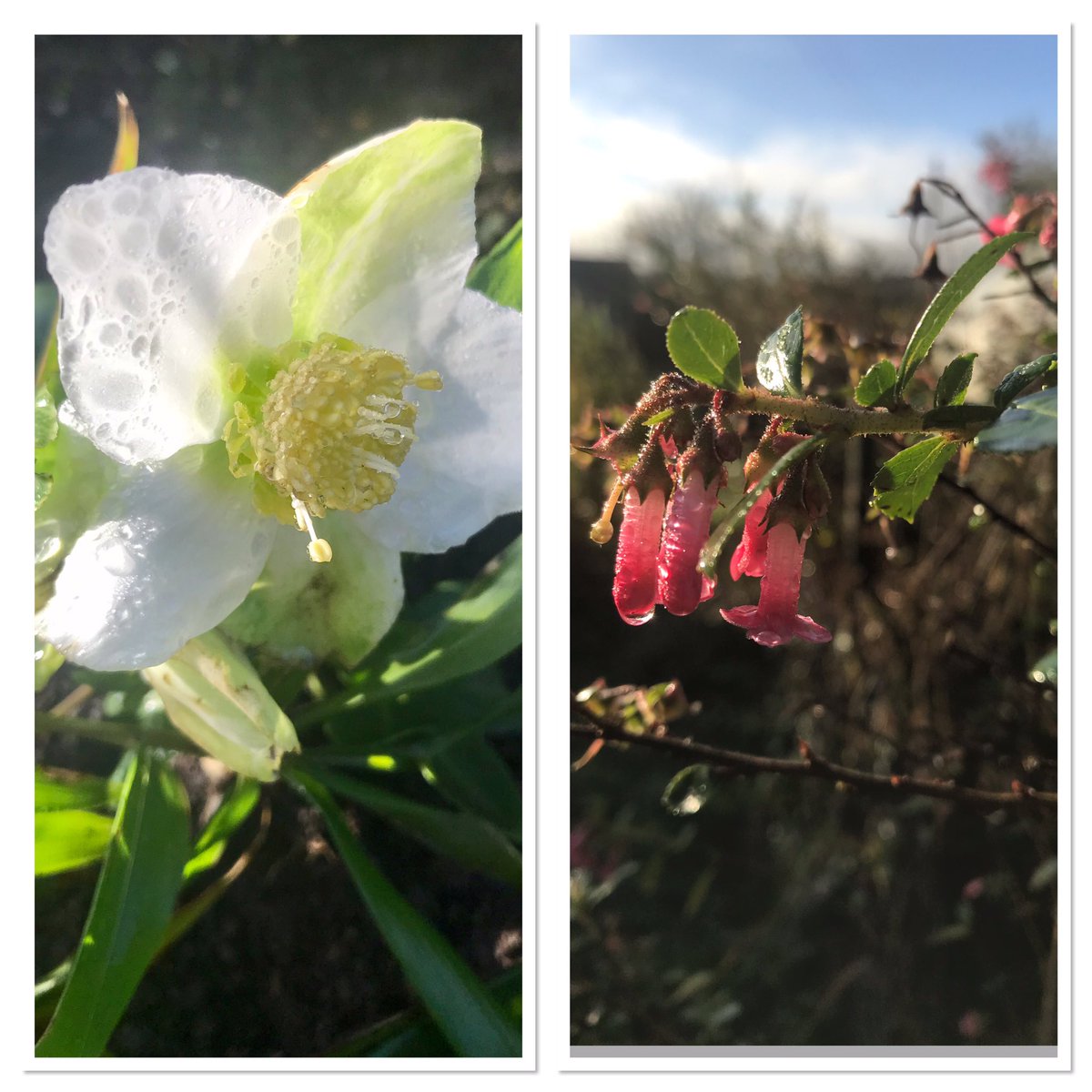 TheWorcsGarden's tweet photo. In #ThePembrokeshireGarden this week for #SixOnSaturday (on Sunday😃) ...
• sparkling dewdrops☀️#Hellebore #Escallonia 
•❗️leaf drop #Tetrapanax could give you a headache👀
• FlowerHeads - #Hydrangeas 
• 🌟still flowering mid Nov !! #Rose #Lavender #Heuchera #Vibernum https://t.co/lFX817SLi8