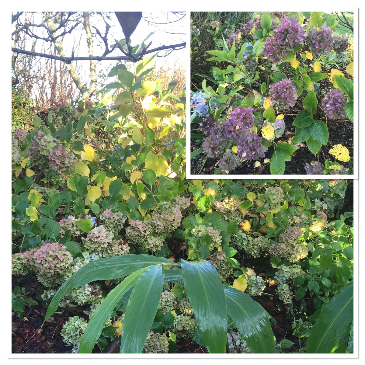 TheWorcsGarden's tweet photo. In #ThePembrokeshireGarden this week for #SixOnSaturday (on Sunday😃) ...
• sparkling dewdrops☀️#Hellebore #Escallonia 
•❗️leaf drop #Tetrapanax could give you a headache👀
• FlowerHeads - #Hydrangeas 
• 🌟still flowering mid Nov !! #Rose #Lavender #Heuchera #Vibernum https://t.co/lFX817SLi8