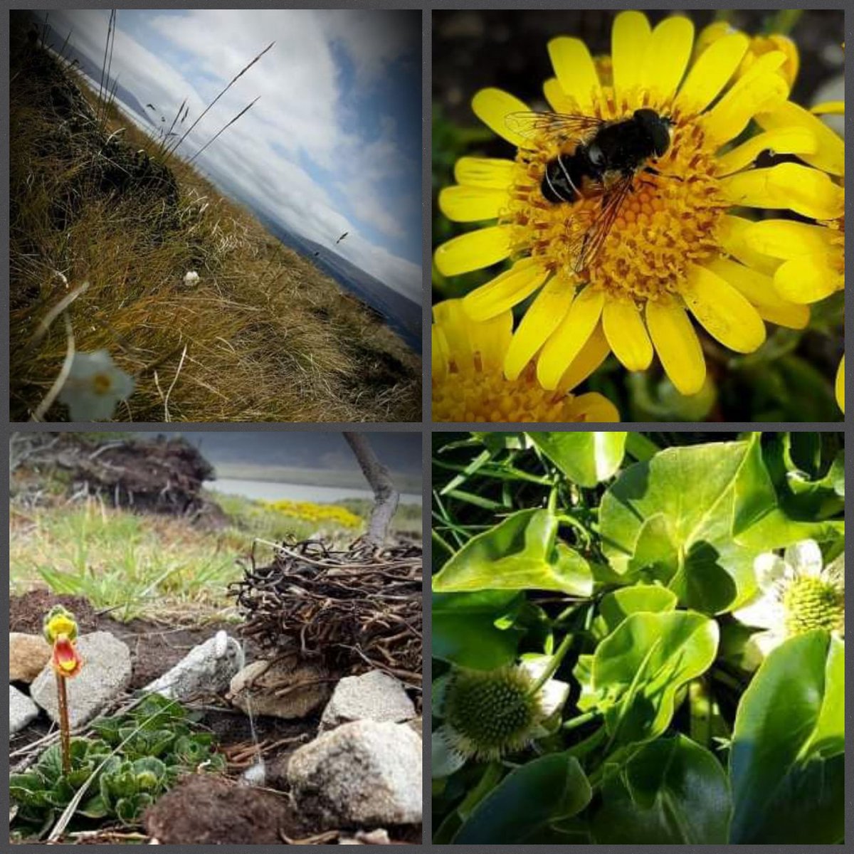 At last!  After years of trying we've got these wildflowers growing in the Wildlife Area.  Grown from locally collected seed and carefully outplanted to appropriate habitats we hope they might set seed for next year.  # FalklandsGrownWithNature