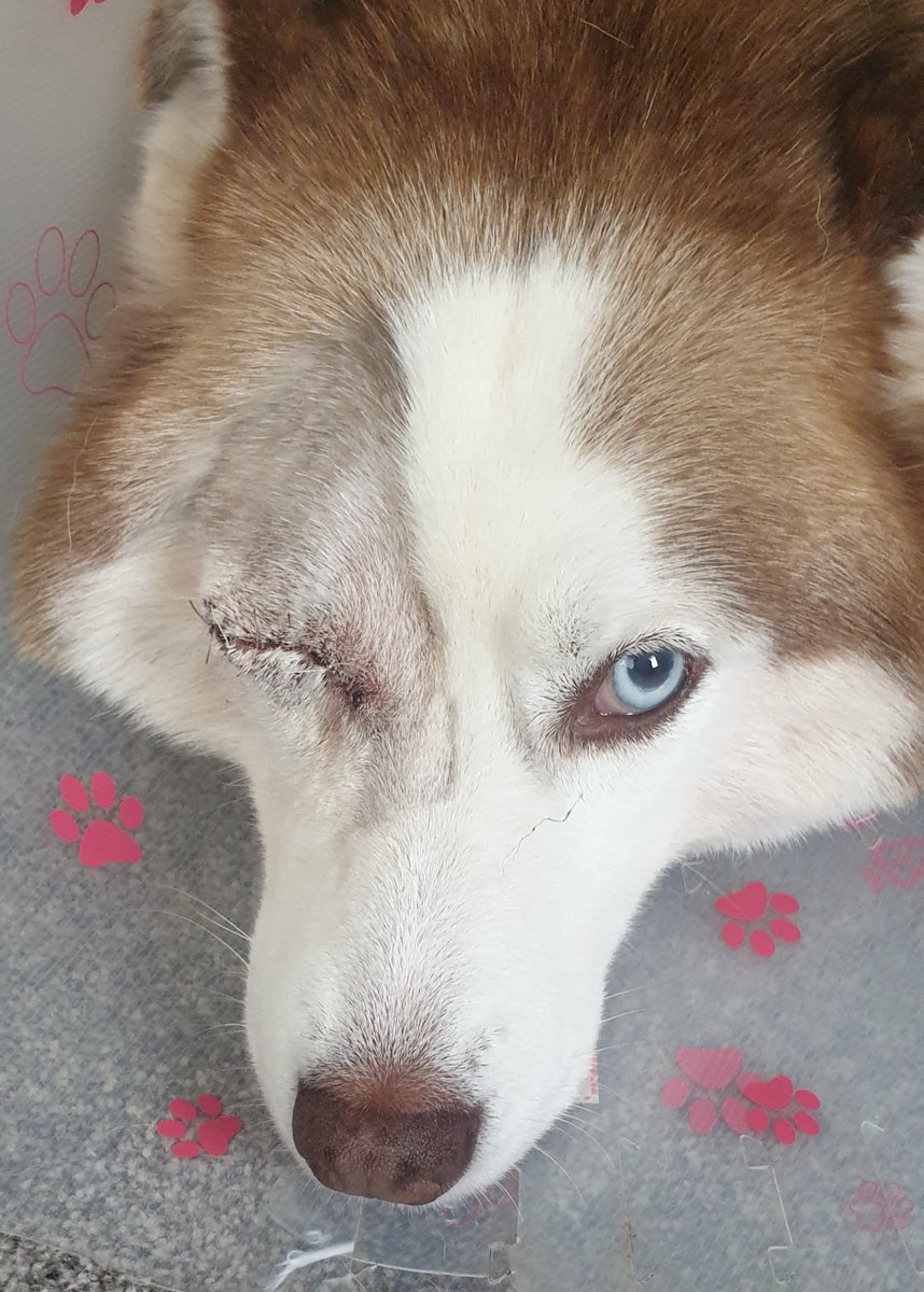 Let’s get Willow smiling again 
#pubdog #fundraising #savehersight #dogantics

gofundme.com/f/lets-get-wil…