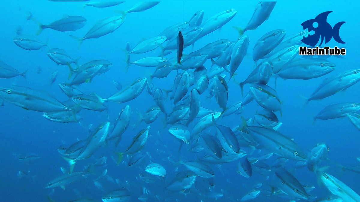 諸事情により11月動画公開全然できてないので残りの期間がんばります 巨大魚が釣りたくてカマスを泳がせてみたら衝撃映像が撮れました 2 ツイレポ