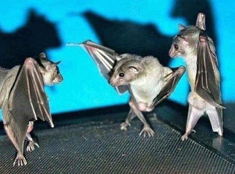 Perhaps it's the way they fly through the air via the medium of jazz hands, or perhaps it's just their ability to have epic inverted dance offs...