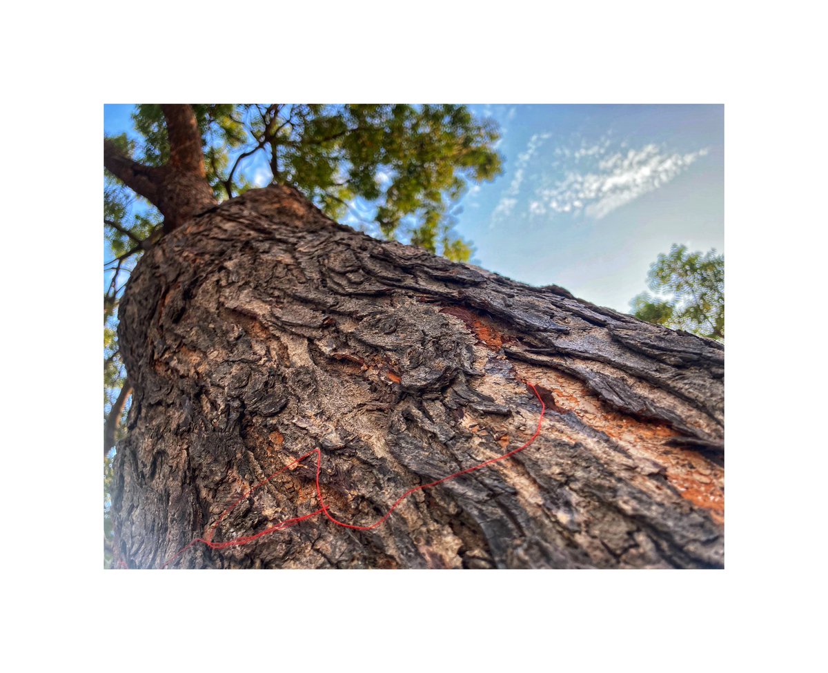 drdanishbagdadi's tweet photo. if you can’t change it , let it go PC (@teambagdadi ) #shotoniphone #medicohelp #art #nature #naturephotography #clouds #tree #dubai #india #sun #sunset #sunsetphotography #dusk #savetheplanet #savetrees #sunrise #ocean #humanity #love #clouds https://t.co/H0urFLAgga