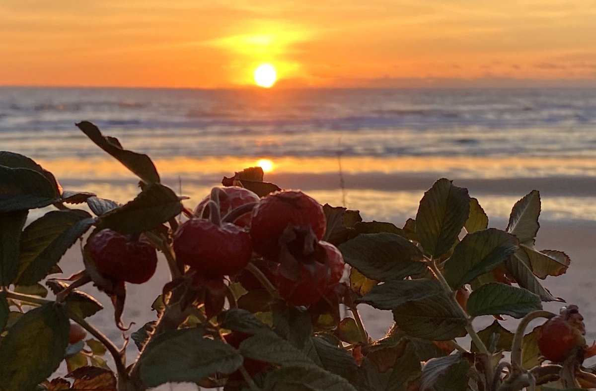 rick03907's tweet photo. Seasonal sight #ogunquit #maine #sunrise #searose @JeffNBCBoston @TimNBCBoston @DeniseNBCBoston @CecyTelemundo @susantran @MichaelPageWx https://t.co/x2LOUTjNSX