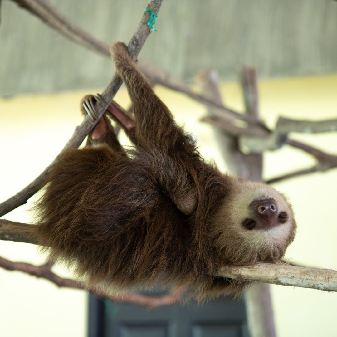 SlothstoreUK's tweet photo. "Oh, hi. 

I see you're about to order from an ethical and sustainable small business.

Thanks."

https://t.co/pdq8FfxWu2

#shoplocalchester #shoplocaluk https://t.co/2ghKM5ksSo