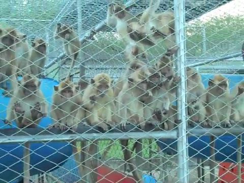 Long-tailed macaques on breeding farm in Mauritius. Credit: Cruelty Free International.