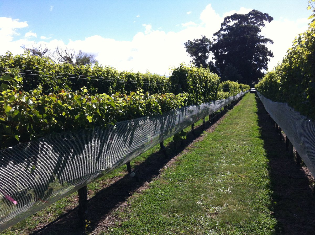 Ca se fait en Nouvelle-Zélande pour protéger les grappes des oiseaux : (Oui, c'est bien moi qui ai pris les photos, en pick-up entre 2 rangs de vignes, la viticulture là bas c'est un autre monde...)