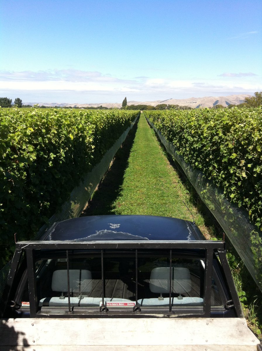 Ca se fait en Nouvelle-Zélande pour protéger les grappes des oiseaux : (Oui, c'est bien moi qui ai pris les photos, en pick-up entre 2 rangs de vignes, la viticulture là bas c'est un autre monde...)