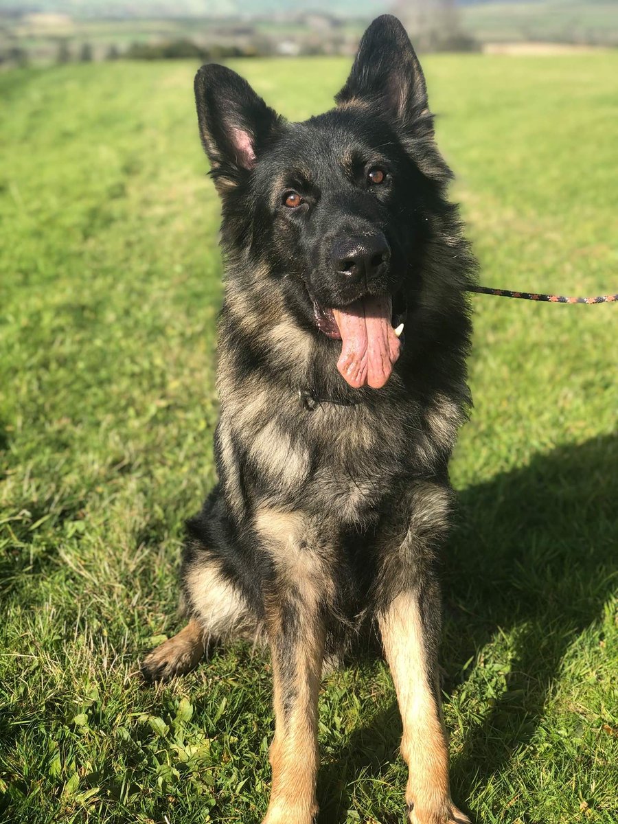 K9X16's tweet photo. A few days with this beauty, Shep. A high drive boy with a nice temperament 😊 🐾
#gsd #germanshepherd #workinglines #workinglinegsd https://t.co/hU1wfrSYu7