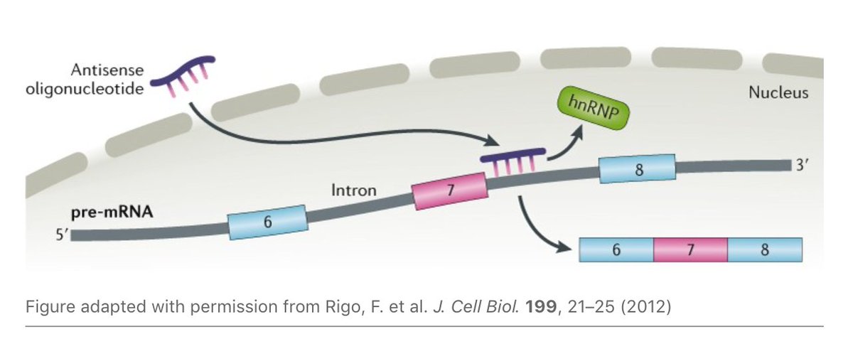chem_110b's tweet photo. Antisense Oligonucleotides (ASOs) have come into their own in the last few years.  Read this story of a treatment for spinal muscular atrophy (SMA) using the ASO nusinersen (Spinraza) developed by my colleague Adrian Krainer.
https://t.co/MzSDbXoIz6 https://t.co/1WiKUKGHQM