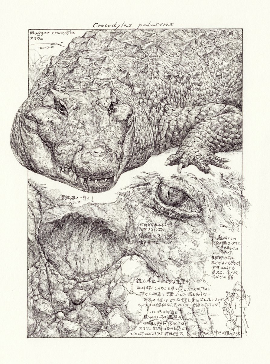 [Crocodylus palustris]

ボールペン画
これは爬虫類両生類専門雑誌Caudata第4号で、福田さんの記事に寄せて制作させていただいたものです。参考に頂いた写真はイケメンなヌマワニでした。 
