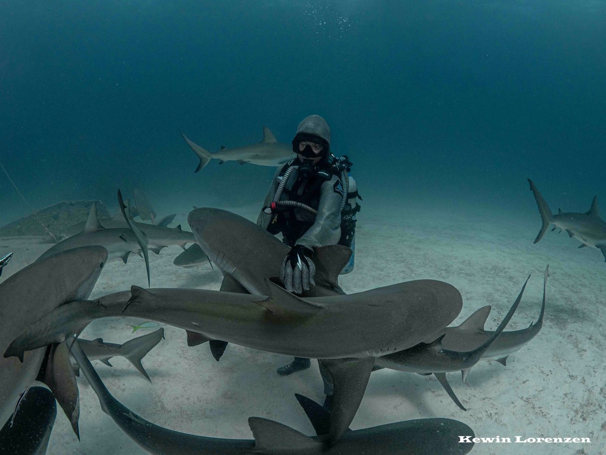 Cristina Zenato tweet media