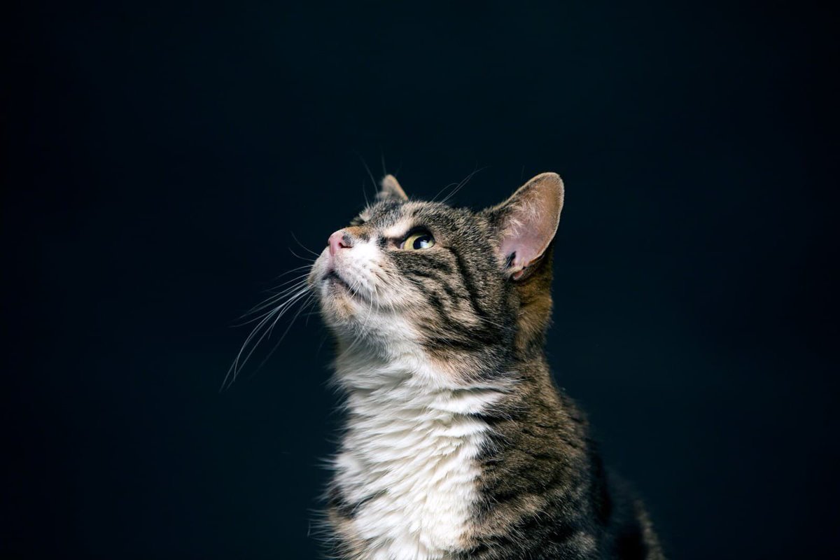 🐱