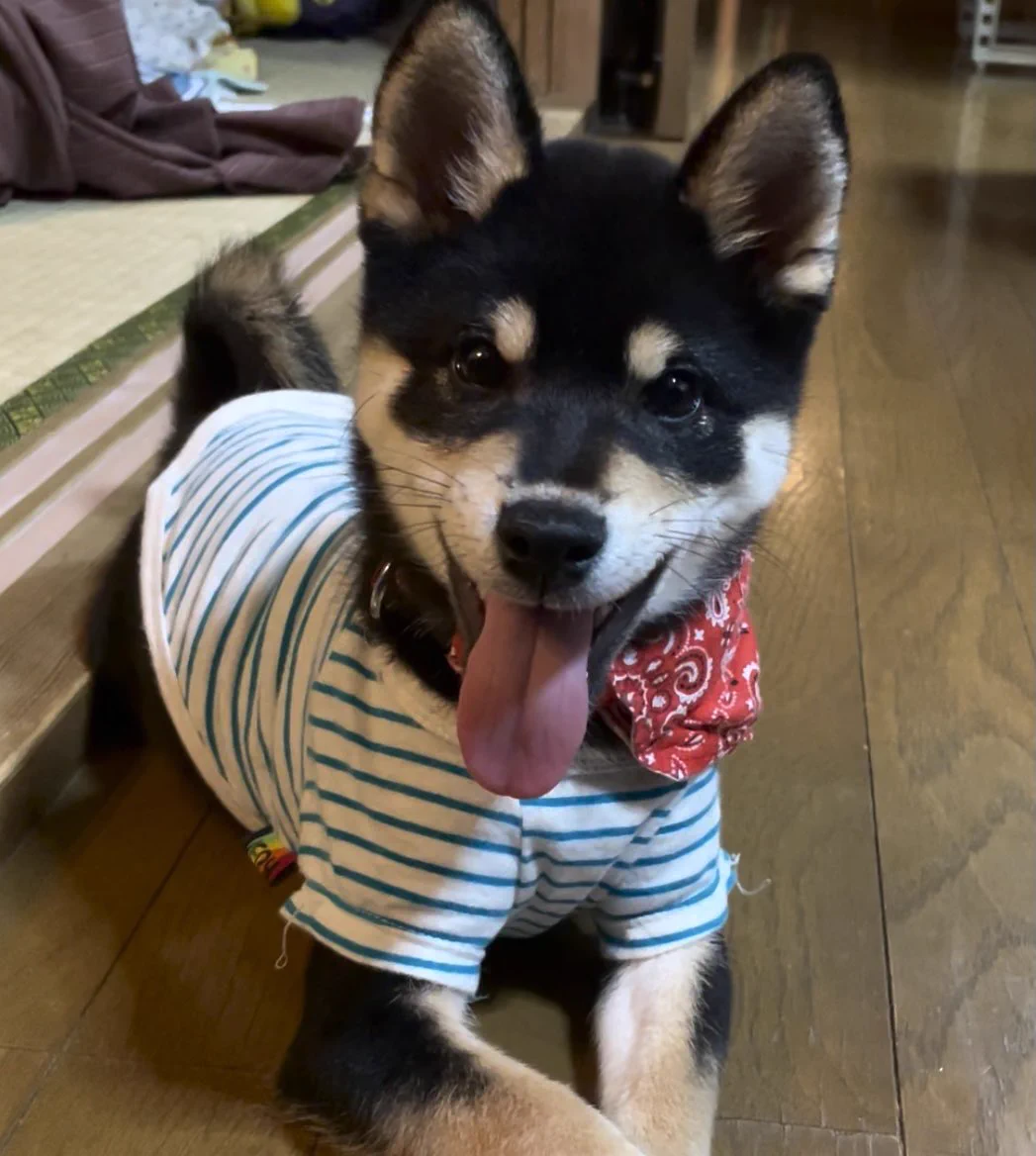 @hazzie3sushi うちの子も成長すれば… 