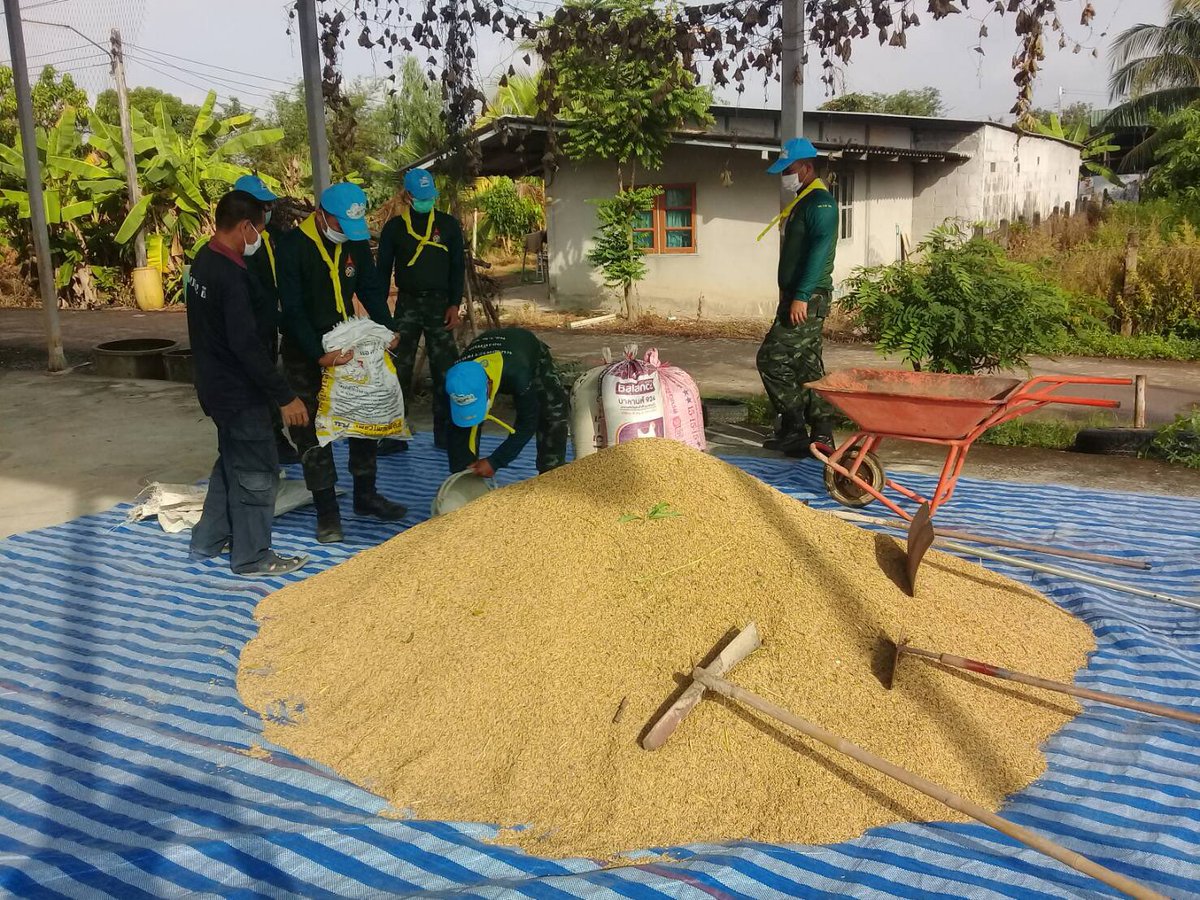 armypr_news's tweet image. กองพลทหารราบที่ 2รักษาพระองค์ นำกำลังพลจิตอาสาช่วยเหลือชาวนา จ.สระแก้ว ,ปราจีนบุรี
เก็บเกี่ยว ตาก นำเข้ายุ่งฉาง  
#เป็นที่พึ่งของประชาชนในทุกโอกาส
 #กองทัพภาคที่1