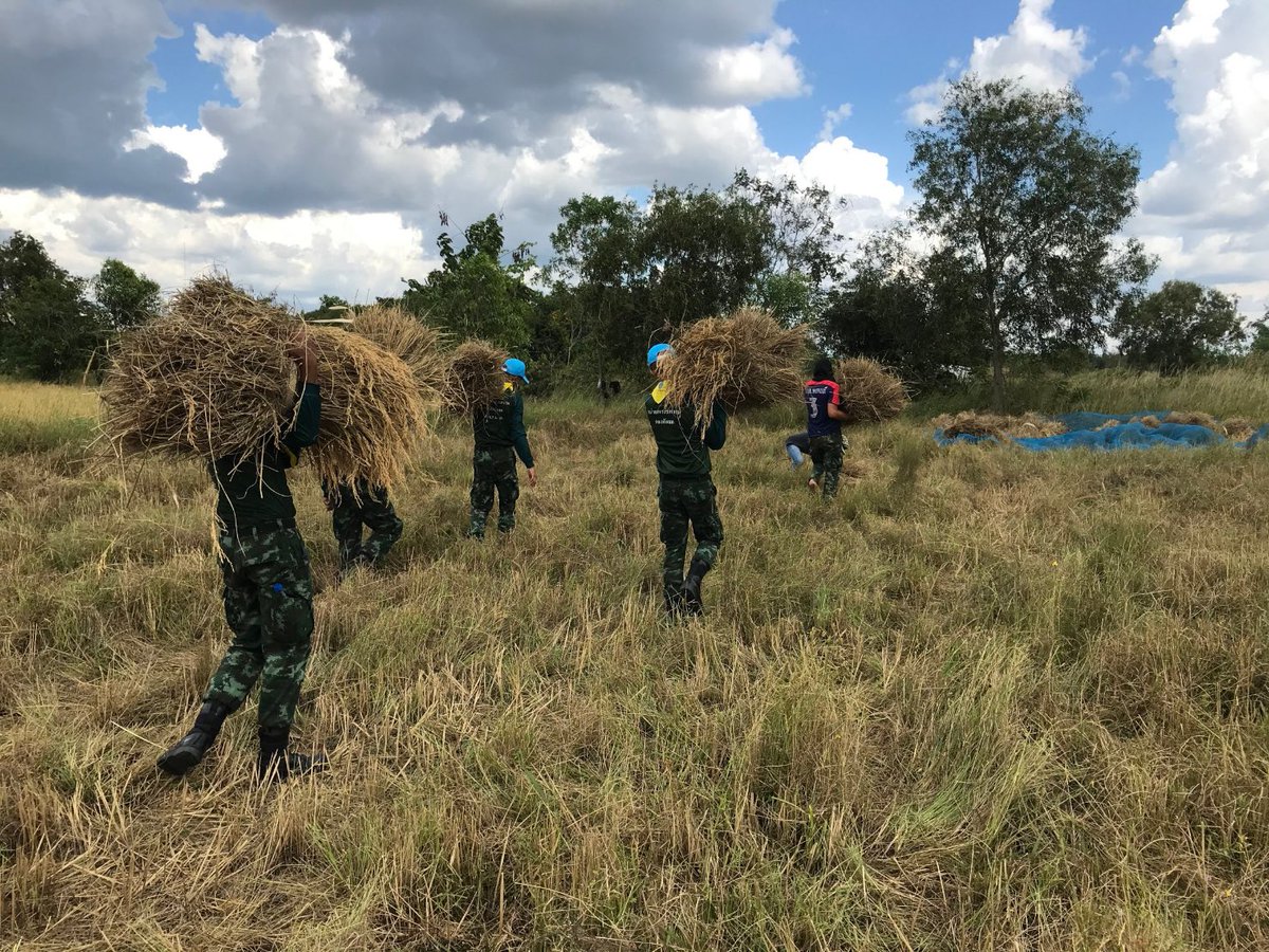 armypr_news's tweet image. กองพลทหารราบที่ 2รักษาพระองค์ นำกำลังพลจิตอาสาช่วยเหลือชาวนา จ.สระแก้ว ,ปราจีนบุรี
เก็บเกี่ยว ตาก นำเข้ายุ่งฉาง  
#เป็นที่พึ่งของประชาชนในทุกโอกาส
 #กองทัพภาคที่1