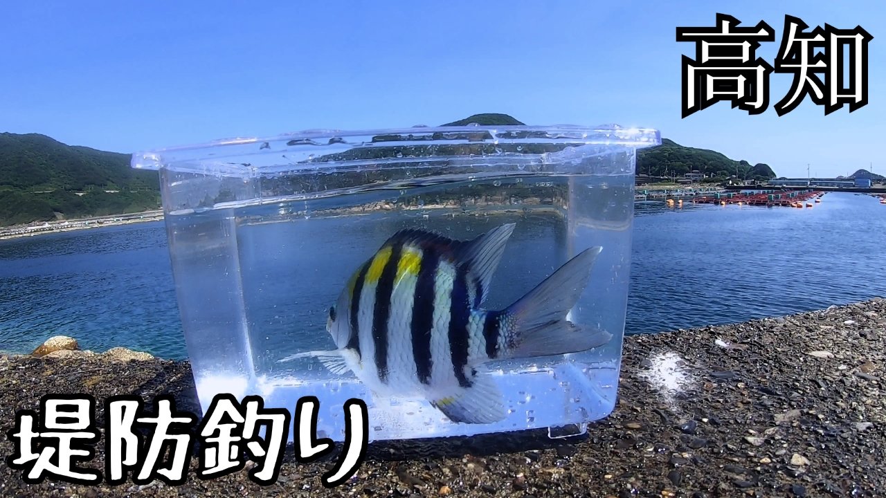 猪丸 ししまる 釣り大好き勢 遅くなりましたが やっと動画投稿しました 海がとても綺麗なので是非ご視聴ください 高知 夏の海釣り 堤防のんびりフカセ釣り ウキ釣り を楽しみます 柏島 須崎 T Co Akq2ra0s5n 猪丸 ししまる 釣り大好き勢 遅くなりましたが やっと動画投稿しました 海がとても綺麗なので是非ご視聴ください 高知 夏の海釣り 堤防のんびりフカセ釣り ウキ釣り を楽しみます 柏島 須崎 T Co Akq2ra0s5n