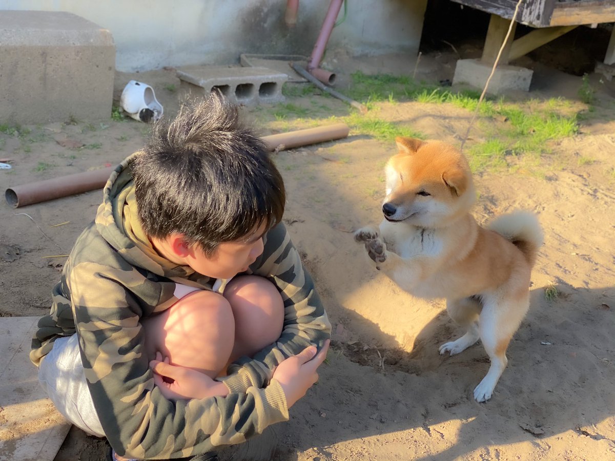 柴犬そら Lineスタンプ発売中 ゚ 今日bbqした仲良しfamilyの子供2人がまさかのフォロワーだったと判明 qだったのにうちの柴犬緊急握手オフ会みたいでした 柴犬そら Lineスタンプ発売中 ゚ 今日bbqした仲良しfamilyの子供2人がまさかのフォロワーだったと判明 qだったのにうちの柴犬緊急握手オフ会みたいでした
