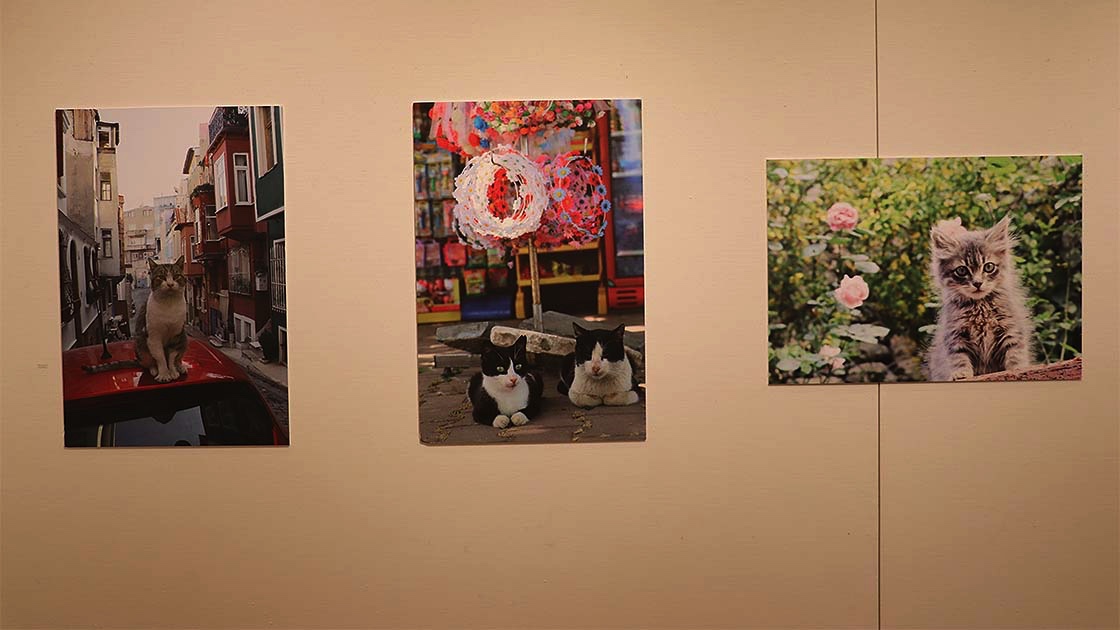 anadoluagency's tweet image. Japanese #traveler exhibits '#Turkishcat' in #Japan v.aa.com.tr/2052171