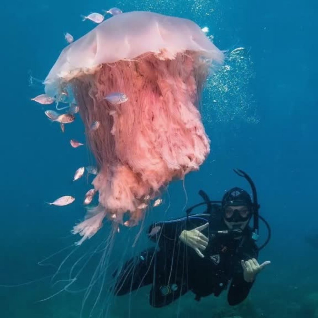 scubagroupweb's tweet photo. ¡Todos estamos con unas ganas tan inmensas de bucear, como el tamaño de esta increíble medusa, con tentáculos de hasta 3 metros! 😲 #Buceo #ScubaGroup #Dive #divetravel #buceoenespañol #SafeDiving #cursodebuceo #buceoargentina #argentina #buenosaires #medusa #jellyfish https://t.co/TUcJU1GDCI